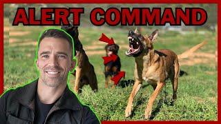 How to Train Your Dog to Alert on Command.