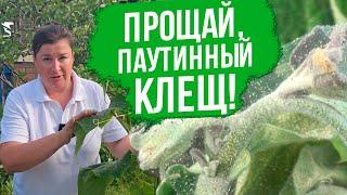 Паутинный клещ уйдет! Как бороться с паутинным клещом на огурцах.