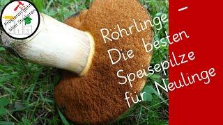 Speisepilze  für Neulinge: die Röhrlinge