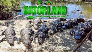 Why Gatorland Orlando is TOTALLY Worth Doing!