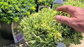 Sedum Boogie Woogie (Stonecrop)// Colorful, BRIGHT, Hardy, Easy2Grow & Care for Outdoor Succulent 