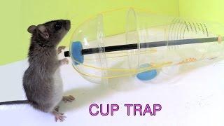 Disposable Cup Mouse Rat/Trap