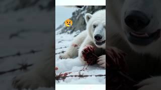 Heartwarming Rescue Polar Bear Cub Trapped in Fence #shorts #animals #wildlife #rescue #cute