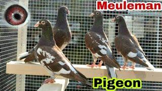 Meulemans Racing Pigeon | Meuleman Pigeon Lovers Colour Genetics In Racing Pigeons 2022