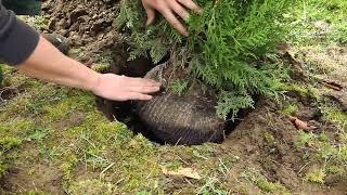 Lebensbaum Thuja - Einpflanzen im Garten