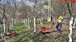 In livada cu drujba, motosapa, varuire pomi...