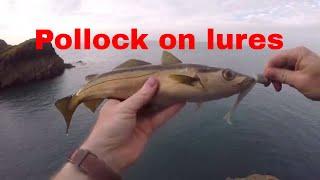 Pollock and bass fishing using lures in Pembrokeshire. Fiiish black minnow and savage gear sand eel