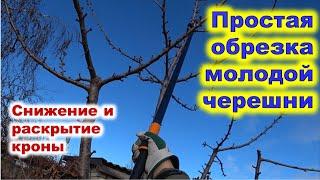 Простая обрезка молодой черешни со снижением кроны