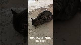 Tushda Mushuk ko'rish