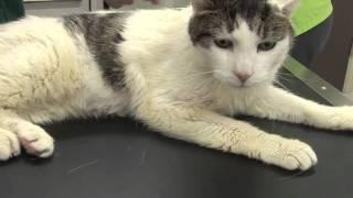 Hyperthyroidism in cats