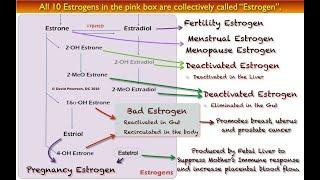 Why Do Doctors Use the Term 'Estrogen' So Loosely? The Surprising Truth Unveiled!