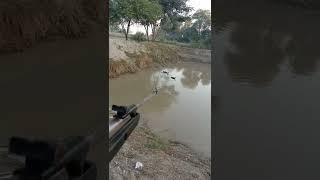 ducks hunting Airgun hunting Pakistan