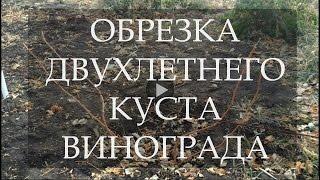 Обрезка двухлетнего куста винограда