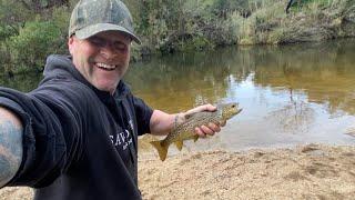 STEGLITZ - Brown Trout   Morrabool River, Victoria