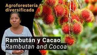 Diversified Agroforestry with Rambutan and Cocoa - Experience of Sonia Flores