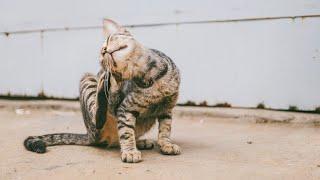 Ultimate compilation of cats scratching themselves