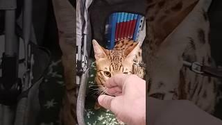 The Savannah Cat "Oliver"!!