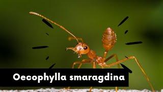 Oecophylla smaragdina - Einrichtung des Tropenbecken