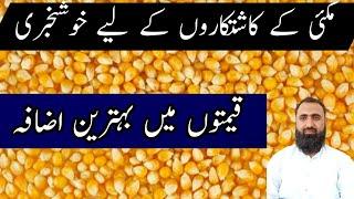 Increase in Maize rate today in Pakistan  || Bilal Kanju Official