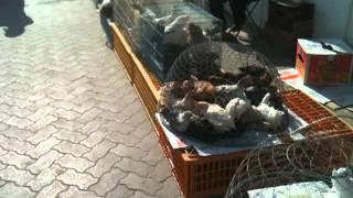 Bird and Animal Market - Sharjah UAE.MOV