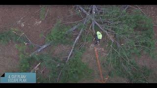 Chainsaw Safety and Storm Damaged Tree Cleanup