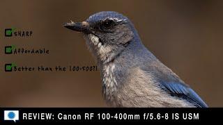 Canon RF 100-400 - Impressive Value & Better than the 100-500?!!