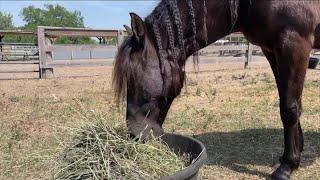 Plant City's RVR Rescue sees influx of starving, surrendered horses