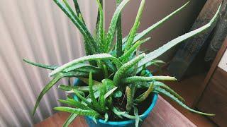 Aloe vera yavruları ne zaman ayrılmalı- Aloe vera köklerde ve ic kısımda çürüme neden olur ve bakımı