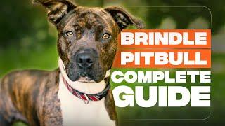 Brindle Pitbull Breed Info: Friend Or Foe?