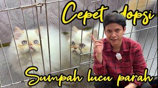 Beliin temen kucing