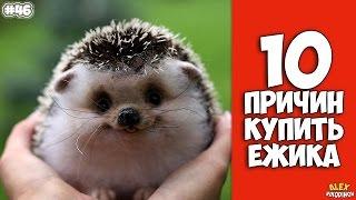 10 Reasons To Buy A Hedgehog - Interesting facts!