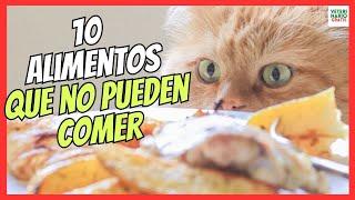  10 ALIMENTOS QUE NO PUEDEN COMER LOS GATOS (PROHIBIDOS O PELIGROSOS)