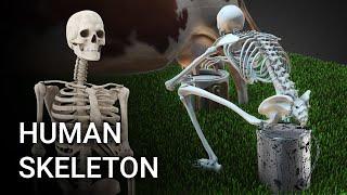 Human Skeleton under Different Situations (Use your Headphone)