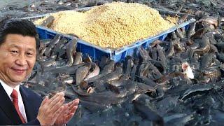 How Chinese Farmers Raise Billions of Fish Every Day ? | Chinese Fish Farm