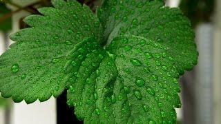 How To Control Humidity When Growing Indoors