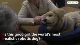 You're a good dog': Robo-pup helps people with dementia