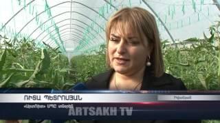 Ասկերանի շրջանի Իվանյան գյուղի տարածքում նոր տիպի ջերմոցային տնտեսություն է բացվել