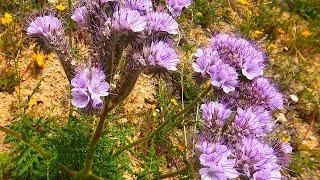 Wildflowers of Gorman California