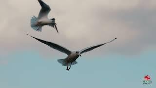 The Danube Delta - The Birds' Paradise from Romania