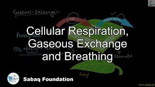 Cellular Respiration, Gaseous Exchange and Breathing, Biology Lecture | Sabaq.pk