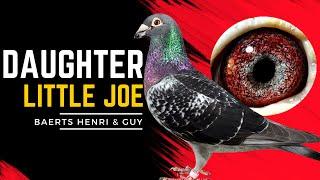 Daughter Little Joe: Legacy of a Champion Racing Pigeon