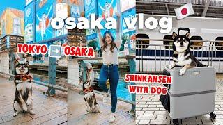 First Day in Osaka  Took my dog on the Shinkansen  Dotonbori, Shinsaibashi | Japan Travel Vlog