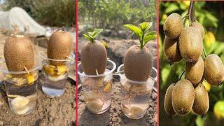 How to grow kiwi fruit with banana organic harmones | easiest way to grow kiwi trees |