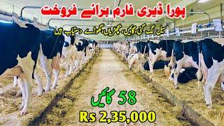 Cows Sale In Punjab | Pregnant Heifers | Small Heifers | Khangar Cow | HF Breed Cow