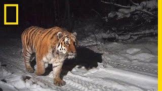 Protecting the Siberian Tiger's Last Home | Short Film Showcase