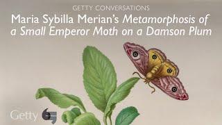 Maria Sybilla Merian's Metamorphosis of a Small Emperor Moth on a Damson Plum