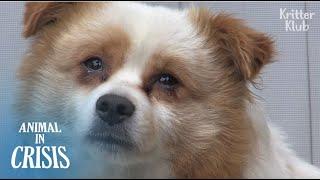 Dog Awaiting Death In The Spot Where He Was Abandoned (Part 2) | Animal in Crisis EP170