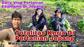 Simak Video ini Sebelum Ke Jepang Pilih Job Pertanian ,Kerasnya Pertanian Di Jepang,