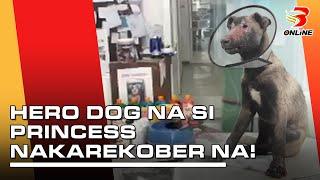 Hero dog na si princess nakarekober na!