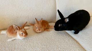 Rabbit becomes Foster Mom to Disabled Baby Bunnies